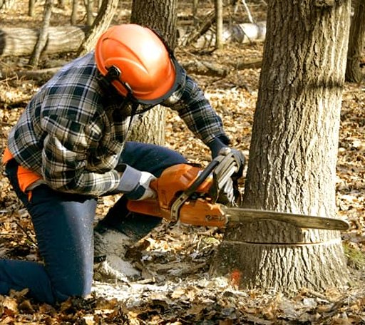 Tree Removal in Dunbar, PA